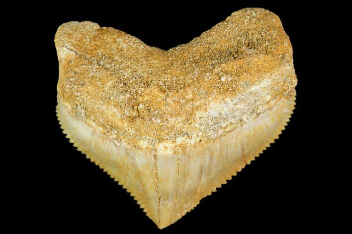 Fossil Crow Shark (Squalicorax) Tooth- Morocco #110066